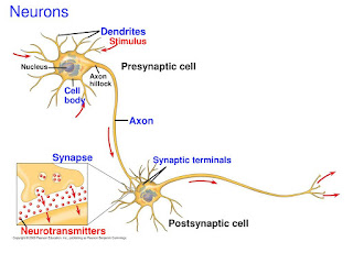 https://slideplayer.com/slide/14695703/90/images/10/Neurons+Dendrites+Presynaptic+cell+Axon+Synapse+Postsynaptic+cell.jpg