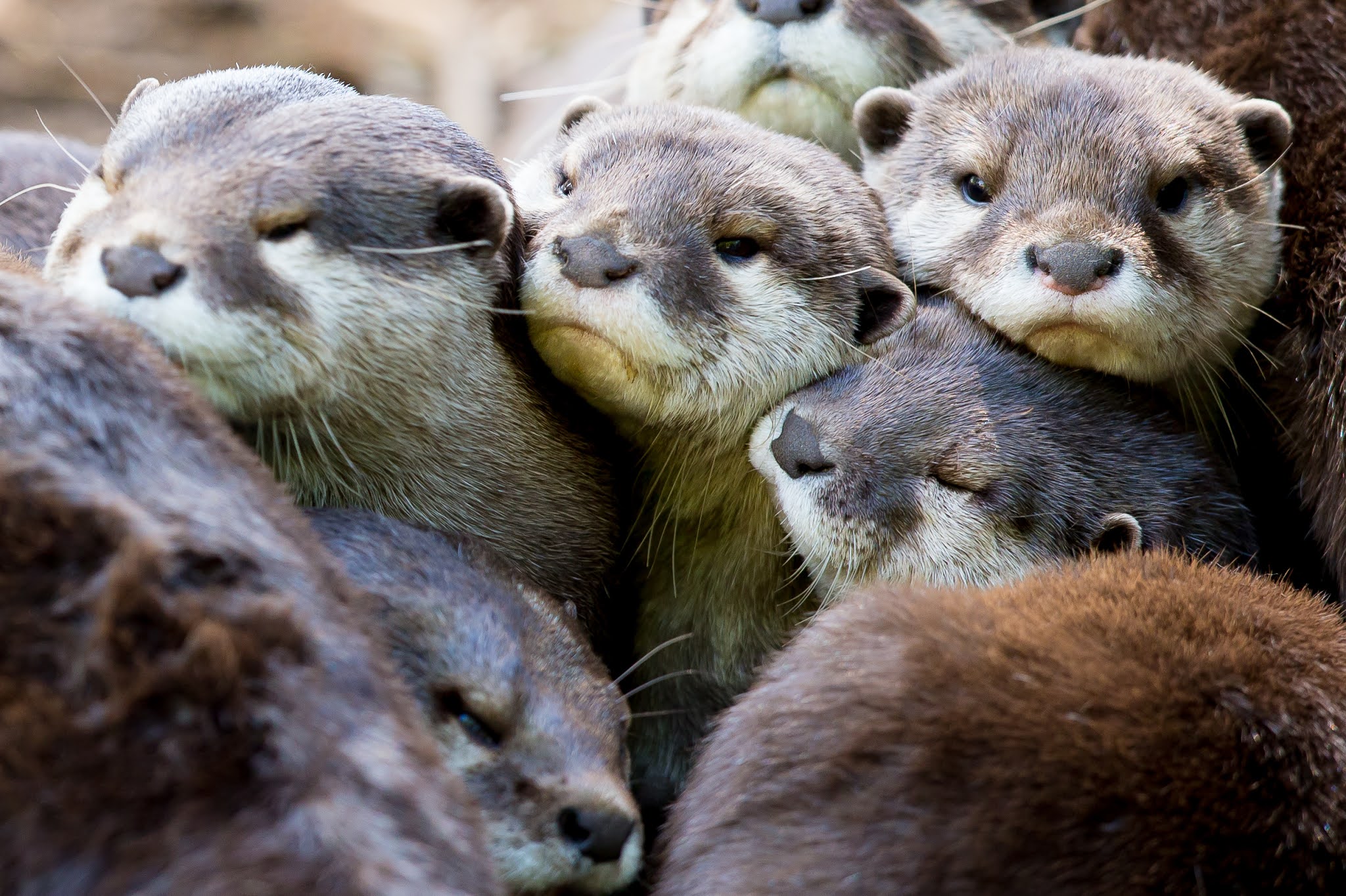 Woodland Park Zoo Holiday Gift Guide: Animal Lovers of All Ages!