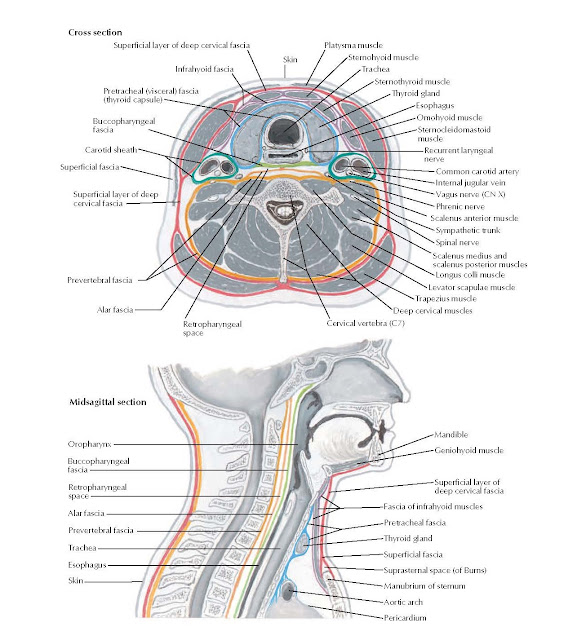 Fascial Layers of Neck