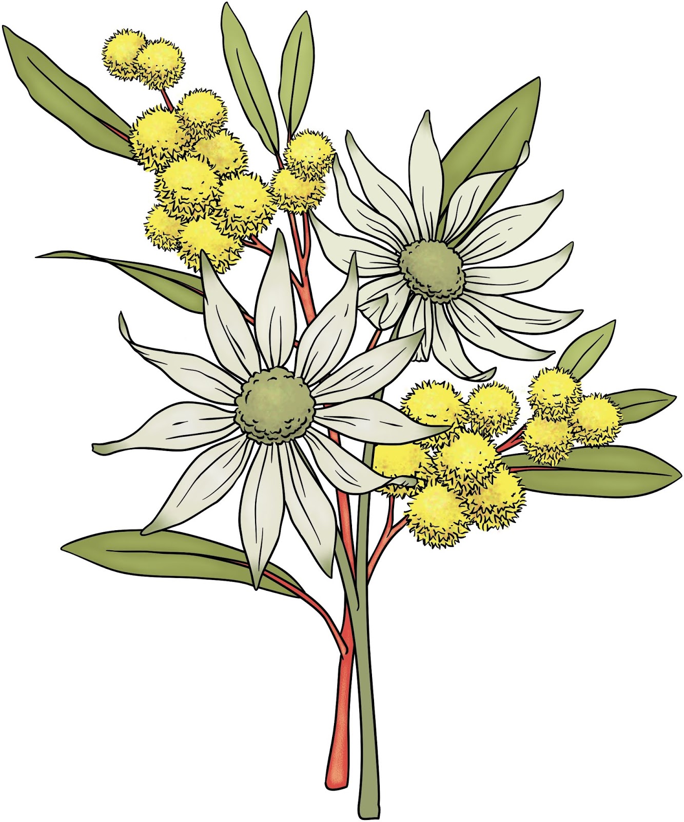 Beccy's Place Flannel Flowers