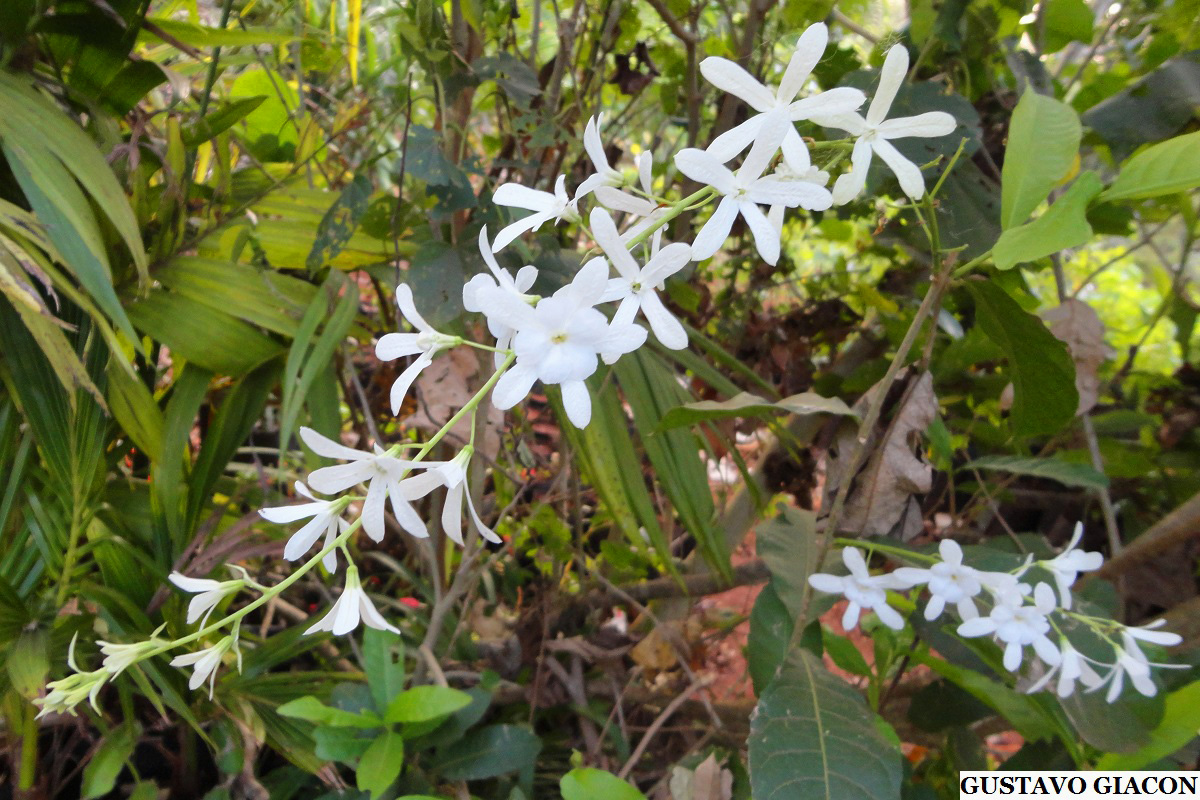 Viveiro Ciprest - Plantas Nativas e Exóticas: Petreia ou Flor de São Miguel  Branca ( Petrea volubilis 