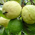 Michoacán aporta el 54.2 por ciento de la guayaba del país
