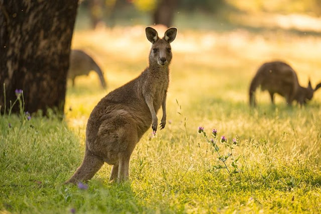 Ciri Ciri Fauna Tipe Australis