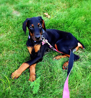 Doberman Kopegi Ozellikleri Tarihcesi Ve Karakter Yapisi Kopek Turleri