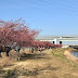 Japan Sakura Season: Early March Cherry Blossom Viewing in Shonan - Oide River (小出川)