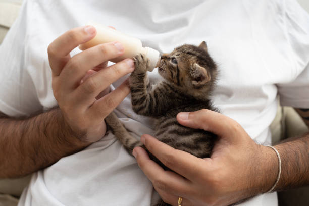 Bottle Feeding Kittens – The Ultimate Guide