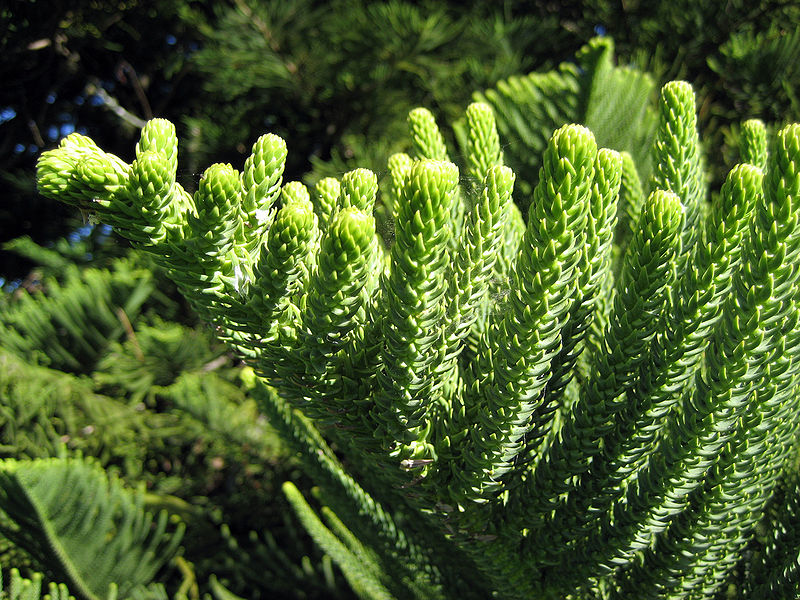 HOW TO GROW THE NORFOLK ISLAND PINE Araucaria heterophylla The Garden of Eaden