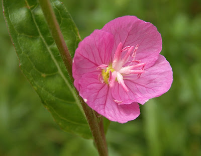Flor rosa de la hierba del golpe (Oenothera rosea)