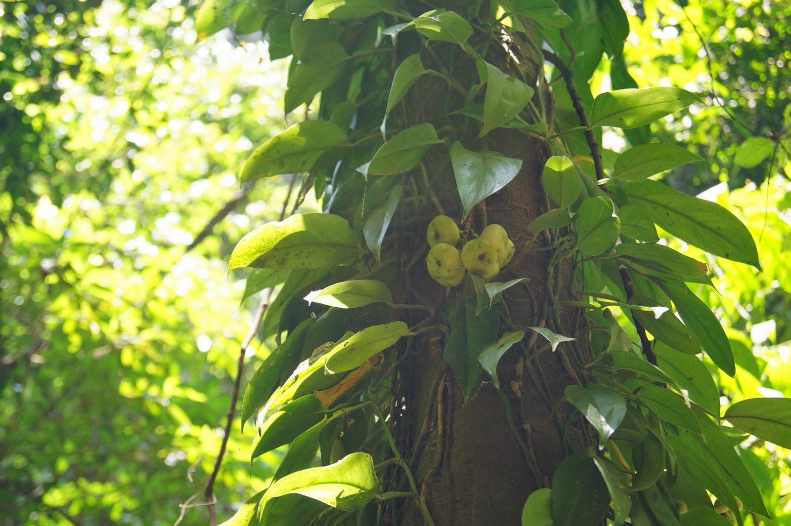 Agro Wisata Jalaksana