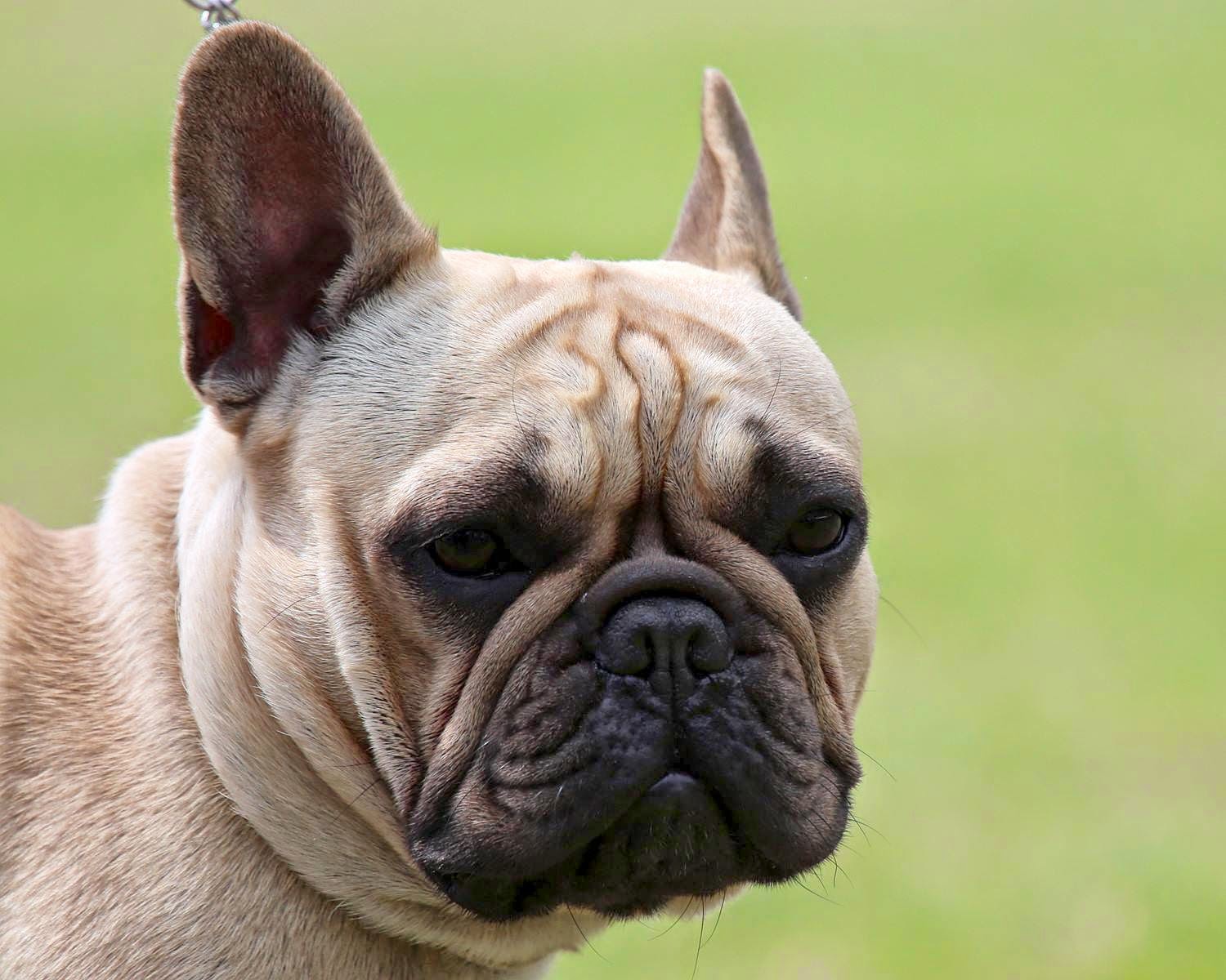 Pedigree Dogs Exposed - The Blog: French Bulldogs - from nose to... er...