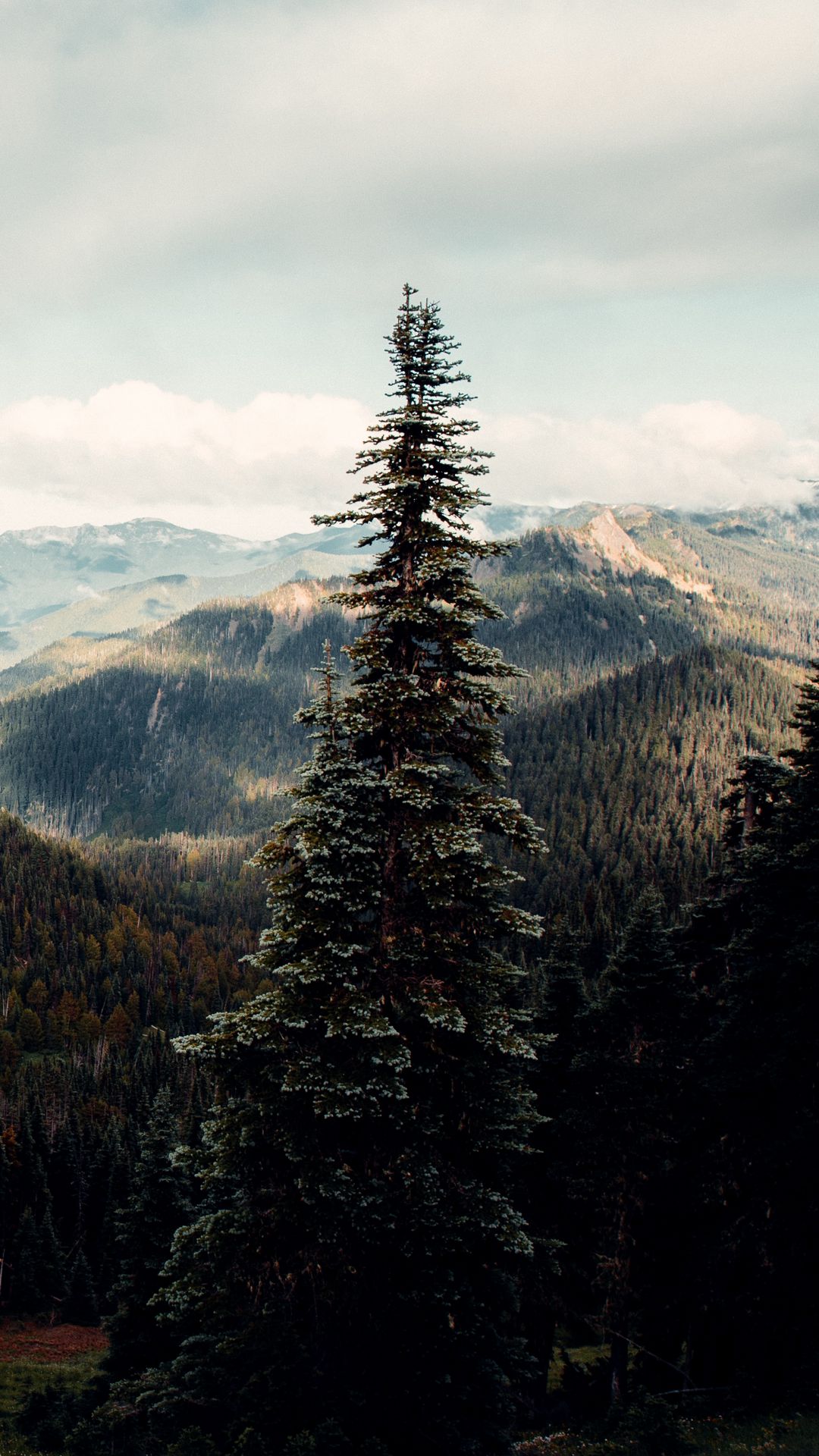 Spruce, Tree, Hills, Nature