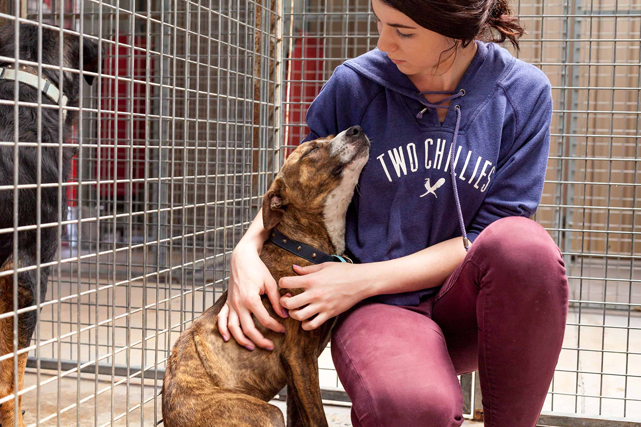 Jetpets Companion Animal Rescue Awards 2020 Winners Revealed Australian Cat Lover