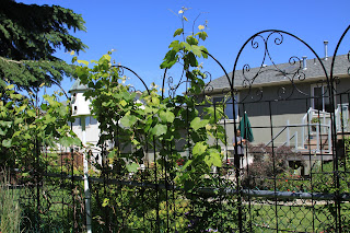 Garden trellises