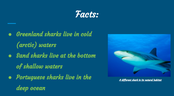 Reederama 5th Graders Shark Research Yields Many