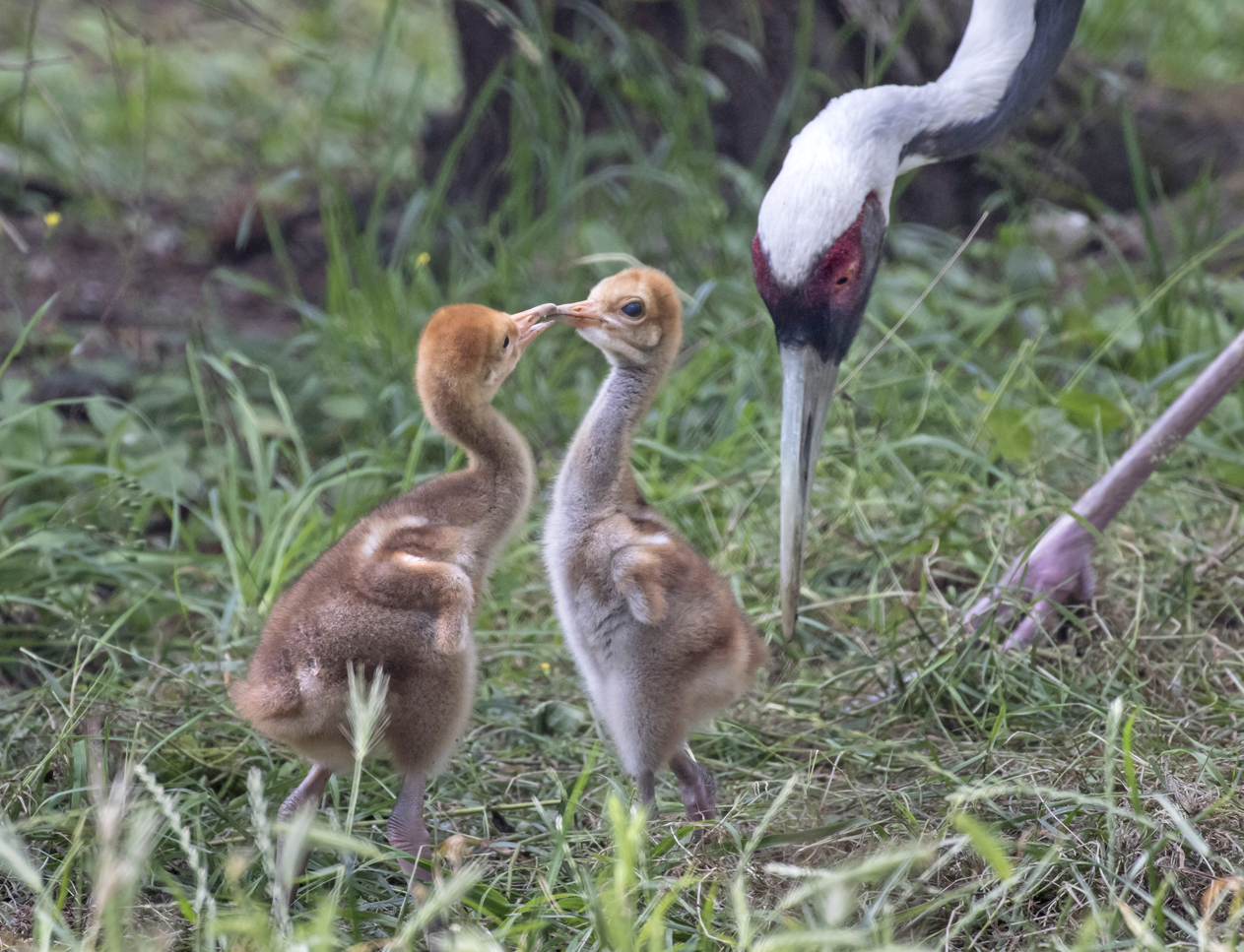 White-naped crane chicks hatch! A symbol of hope for a vulnerable species pic
