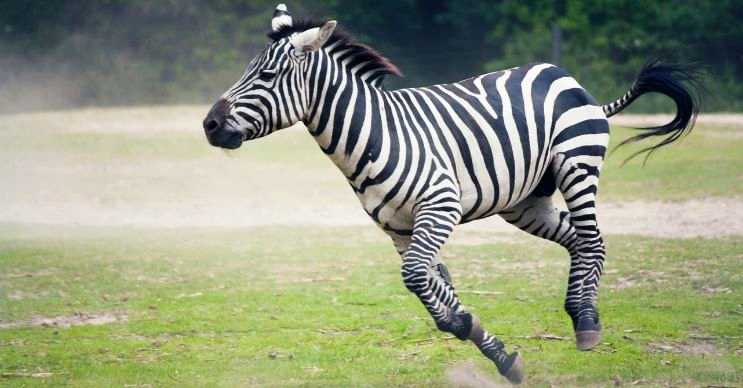 Zebralar siyah-beyaz desenleriyle bilinmektedir, fakat aslında tamamen siyahlardır.