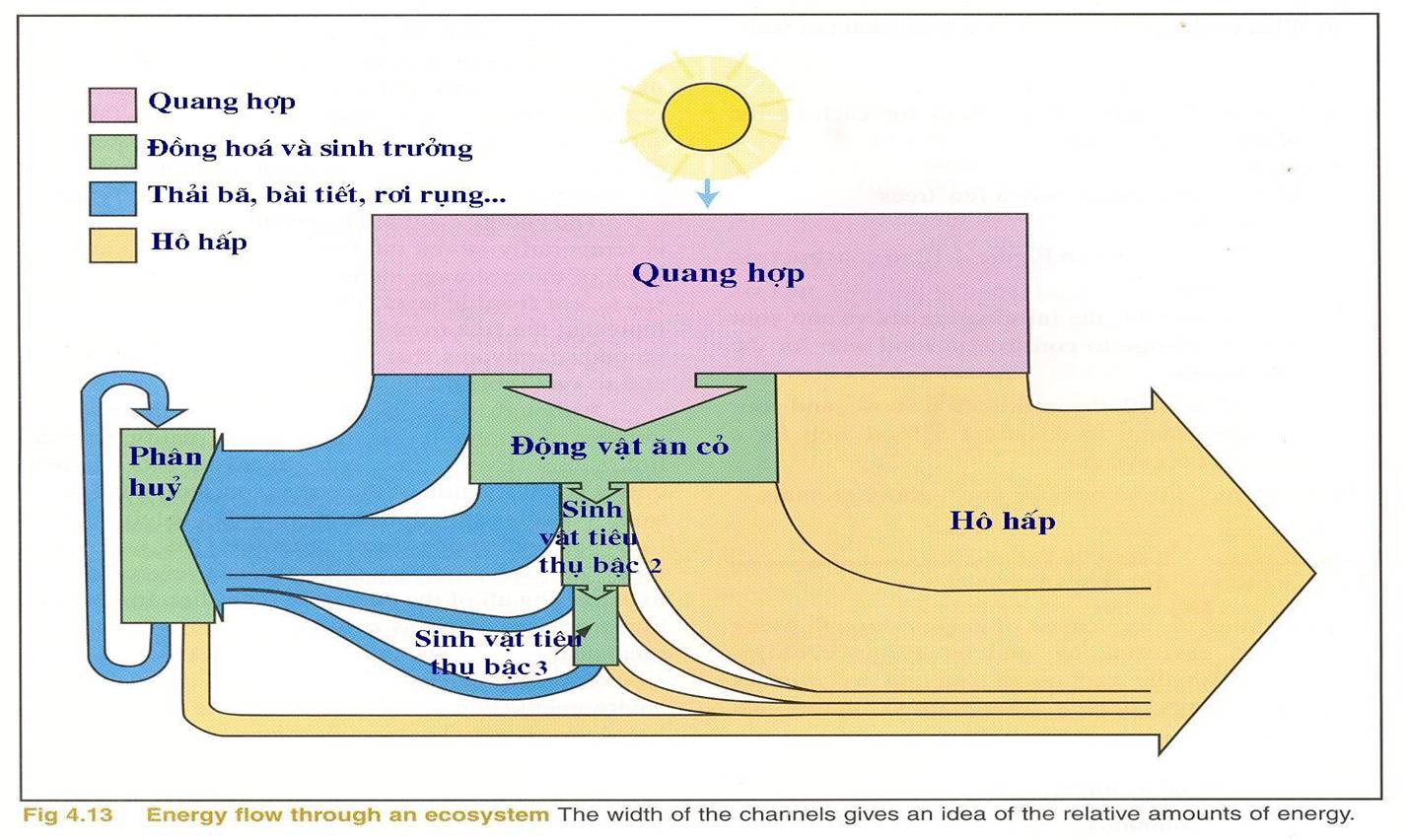 Kết quả hình ảnh cho dòng năng lượng trong hệ sinh thái đồng cỏ