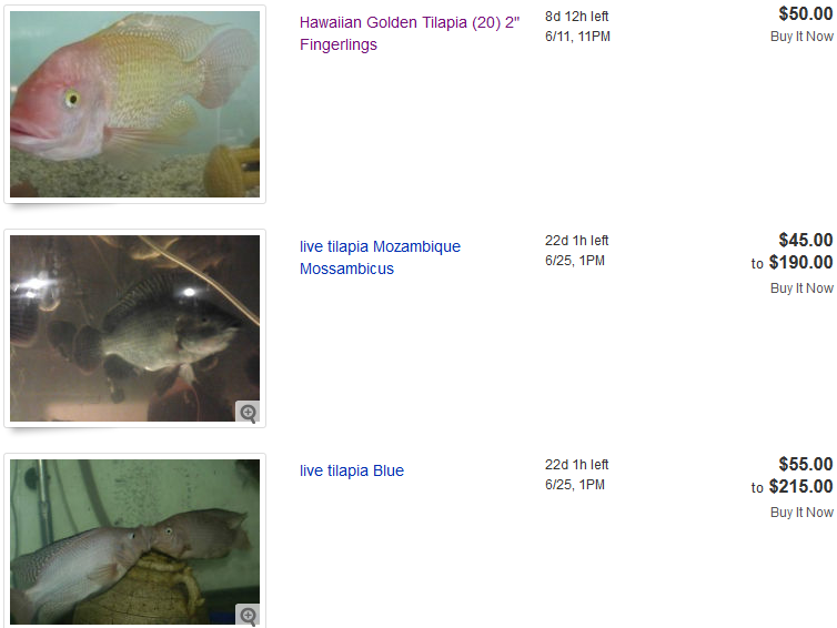 Our Aquaponics Where to buy tilapia