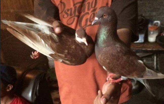 Mantap Keuntungan Jual Beli Burung Merpati Balap Dagang