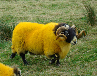 long horn sheep with bright yellow wool