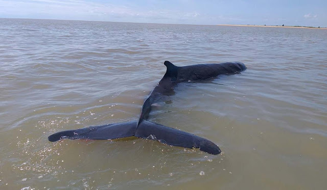 Baleia cachalote-anão encalha e morre em praia no sul da Bahia