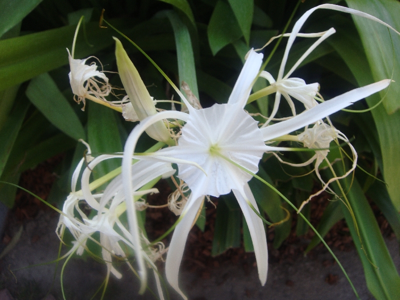 _Amazing+_Flowers+_500031.JPG