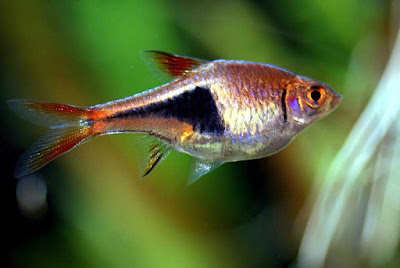 Harlequin Rasbora Tank Mates, Care, Size, Breeding & More Harlequin Rasbora Tank Mates, Care, Size, Breeding & More
