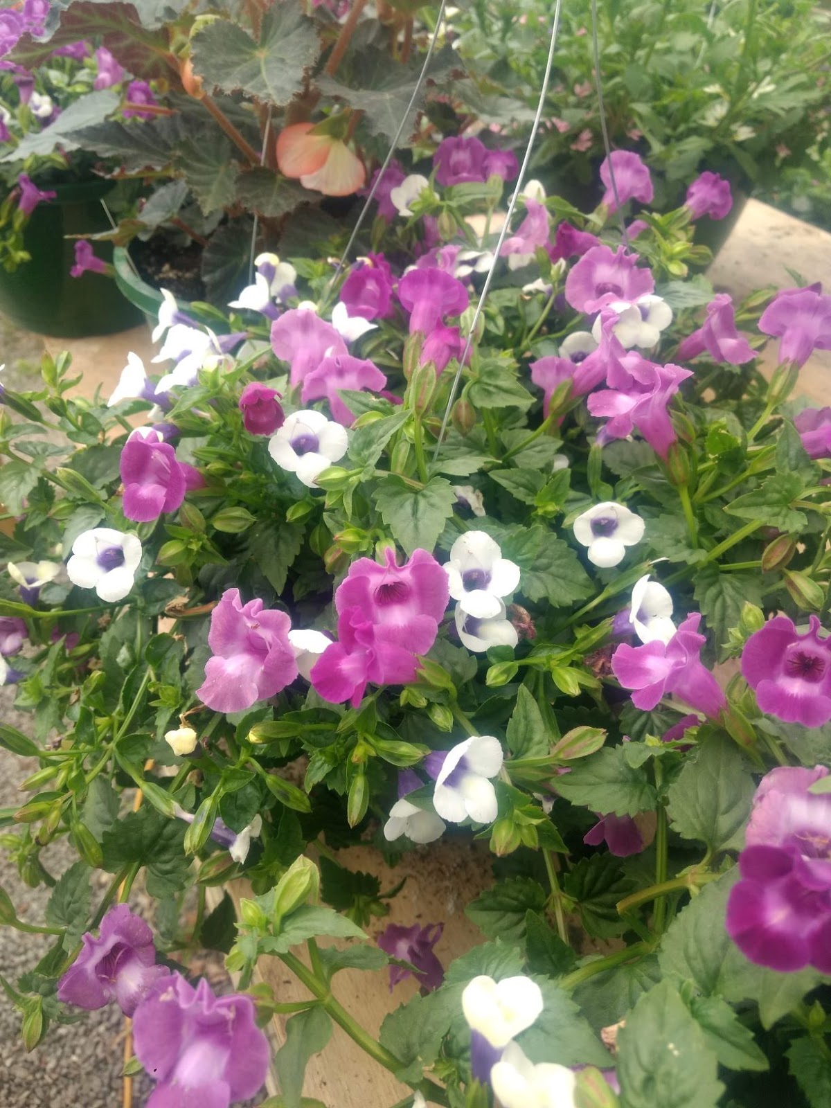 Polygala Colour Me Mauve Steemit