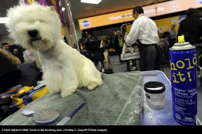 135th Westminster Kennel Club Dog Show at Madison Square Garden in New York City