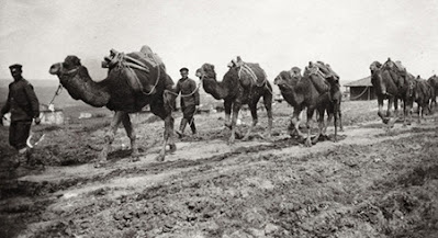 Camels in a military caravan