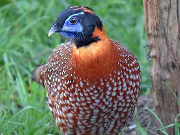 Tragopan Temminck