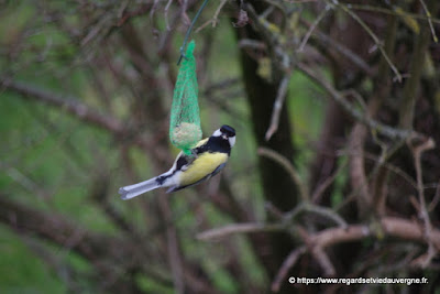 Oiseaux du jardin : Mésange charbonnière Oiseaux du jardin : Mésange charbonnière
