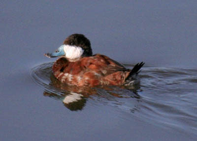 Photo of Ruddy Duck swimming on lake
