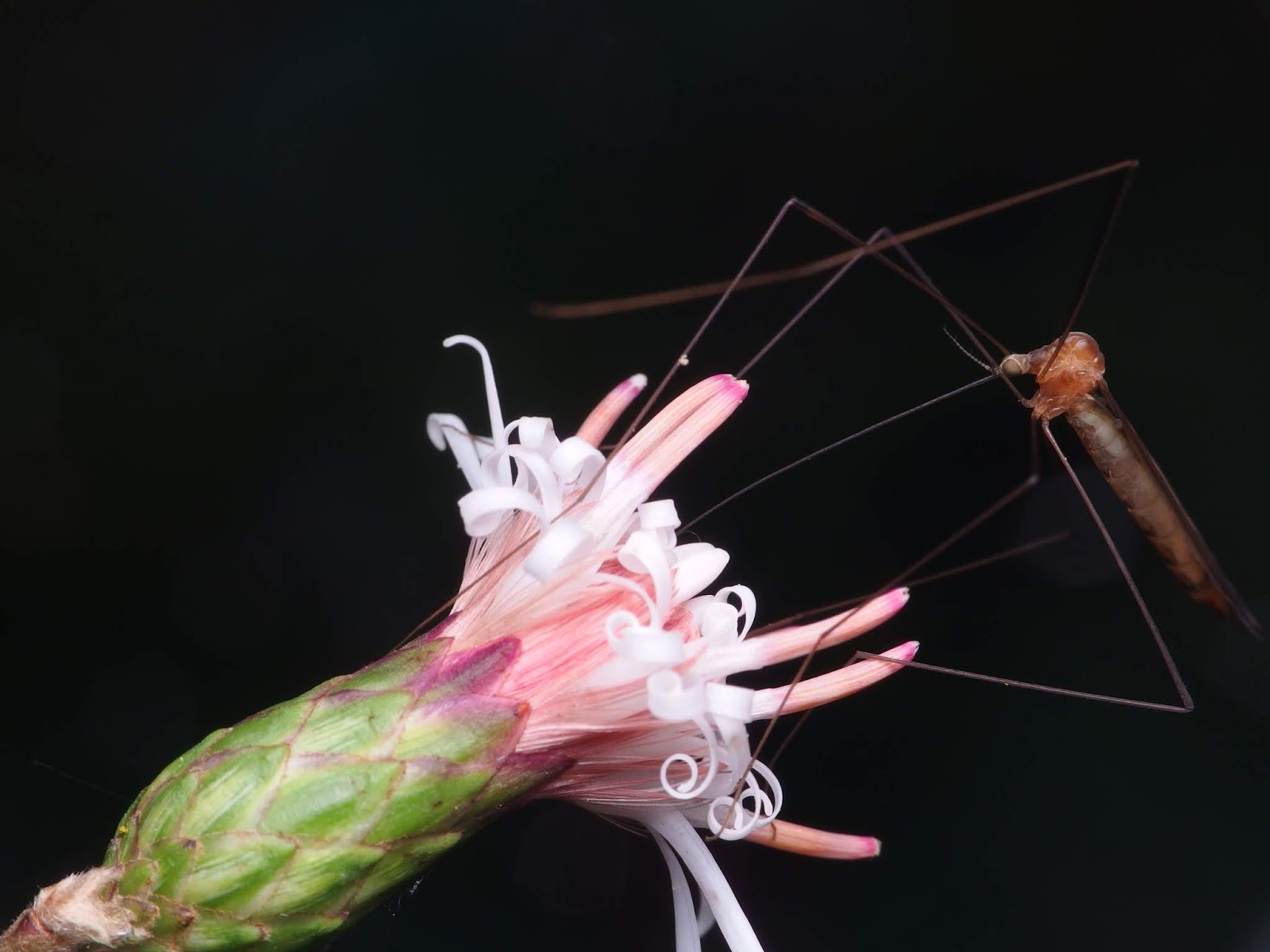 T研究室 秋の虫