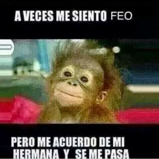 Im 193 Genes De Monos Chistosos Con Frases | imagenes chistosa para mi hermana las mejores im 225 Im 193 Genes De Monos Chistosos Con Frases | imagenes chistosa para mi hermana las mejores im 225