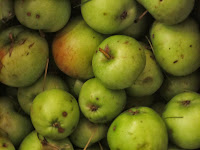 apple harvest 2013