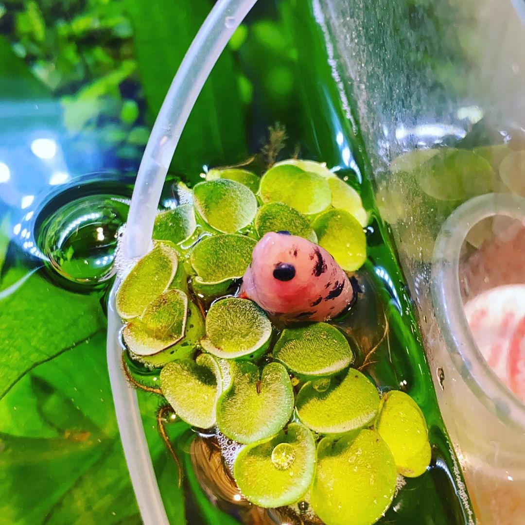 An Adorable Female Plakat Koi Betta Fish Get Stucked On