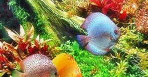 Cara Budidaya Ikan Hias Air Tawar Dan Laut Ikan Hias