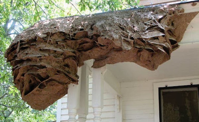 Как выглядят американские гигантские осиные гнезда
