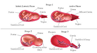 Class 12 biology textbook Solutions for Class 12, Biology Chapter 2 Reproduction in lower & higher Animals Solutions maharashtra state board