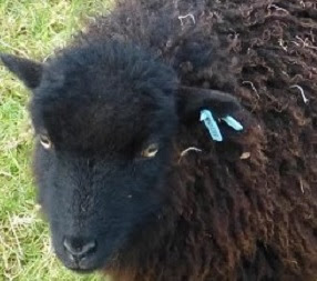 Ouessant Sheep Origin, Characteristics, Weight, Wool Quality