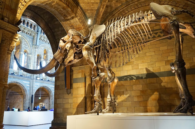 Natural History Museum 