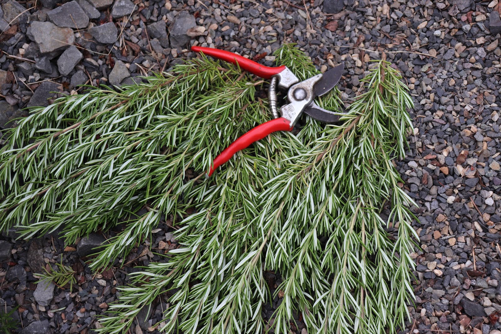 Before and After Pruning the Rosemary