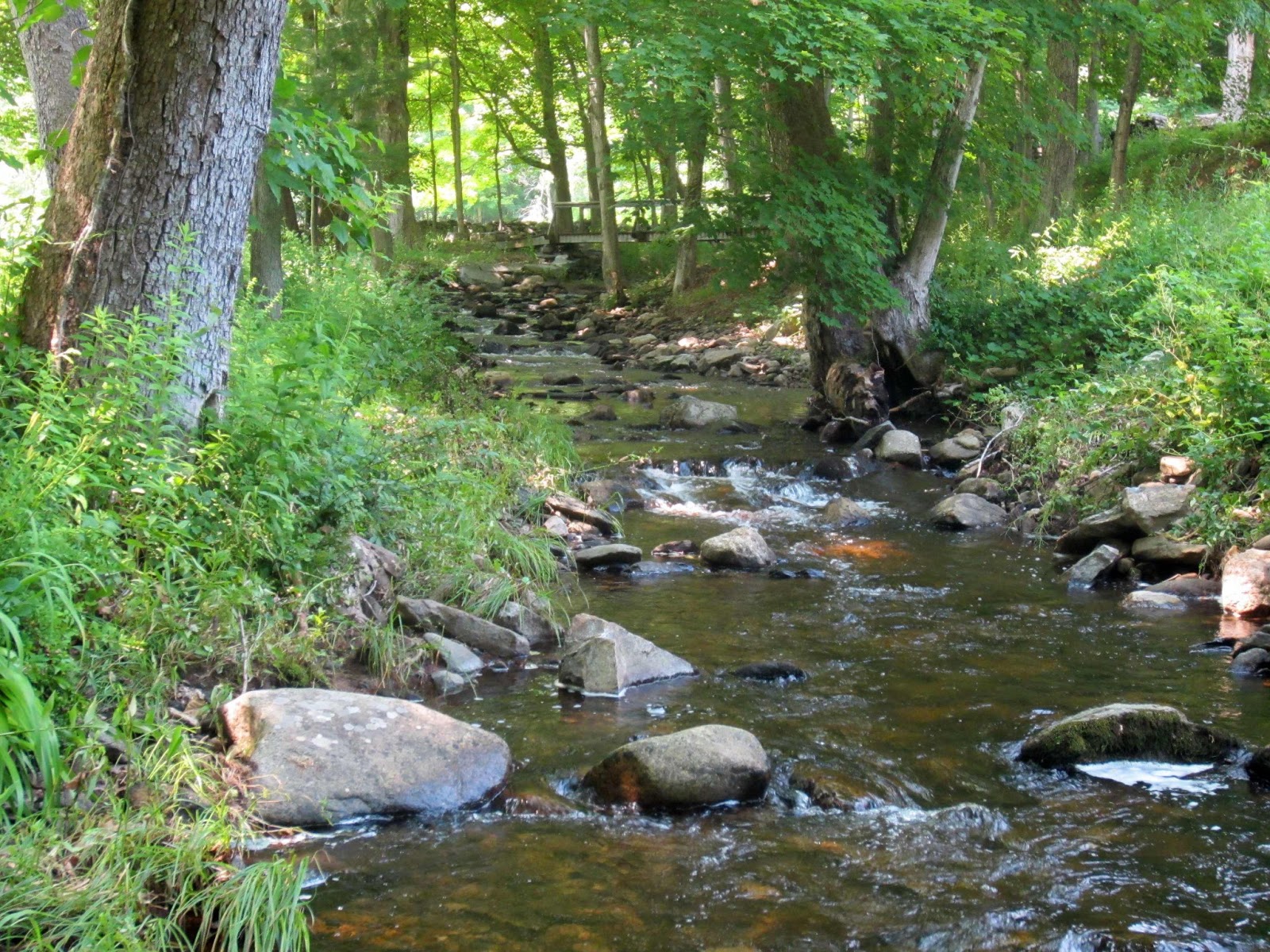 Trout Quest Redux: Nice little stream