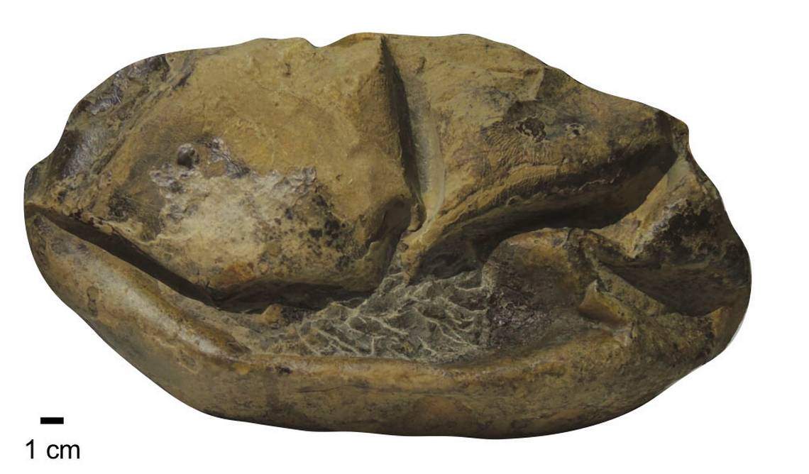 Giant Ancient Egg Found in Antarctica Could Be First From a Mosasaur