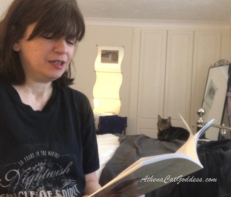 tabby cat watches human read