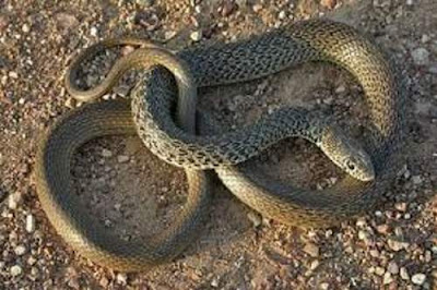 Ποια φίδια στην Ελλάδα είναι δηλητηριώδη και ποια εντελώς ακίνδυνα; (φωτό)  