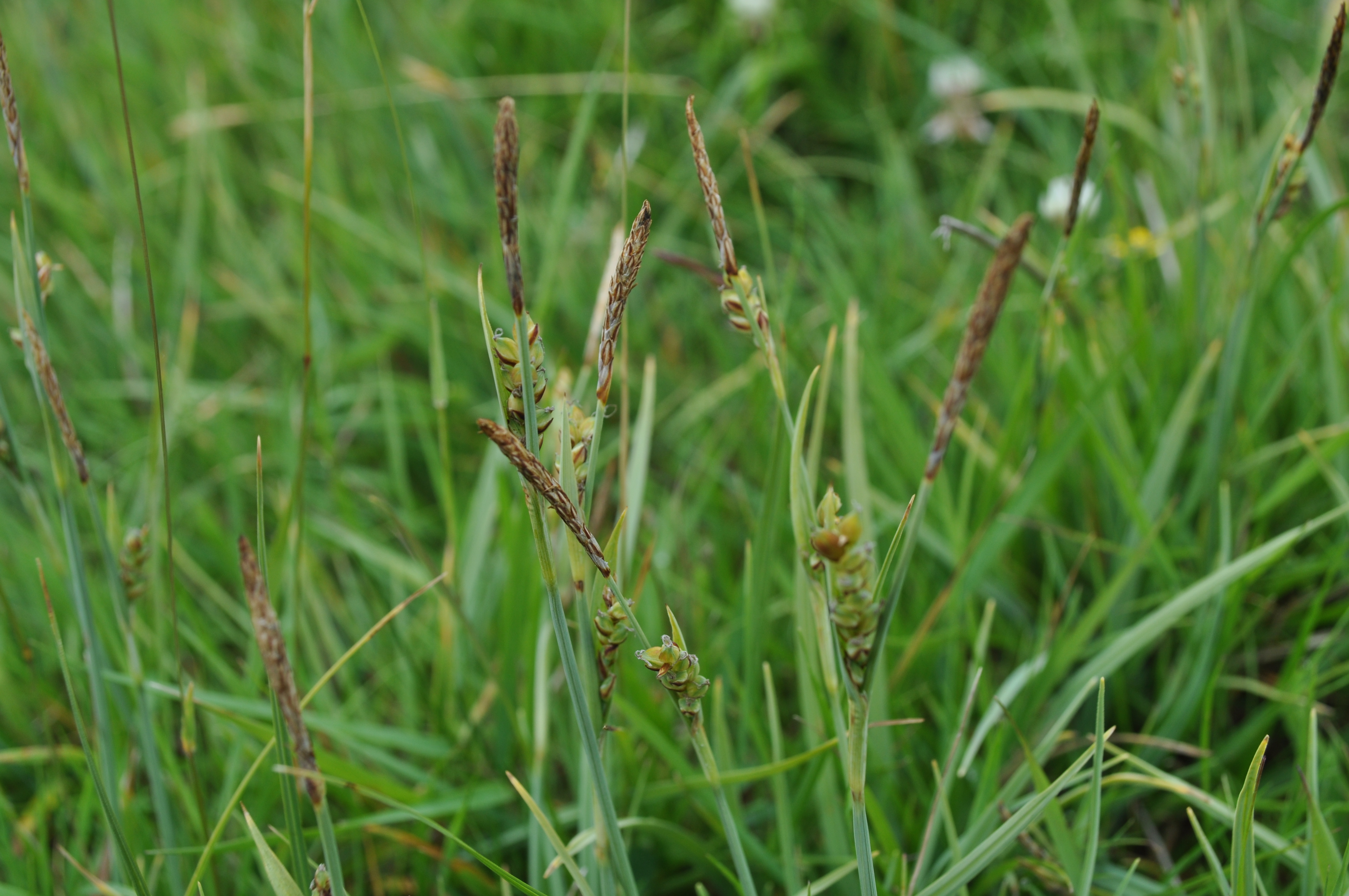 Shropshire Botanical Society An abundance of sedges