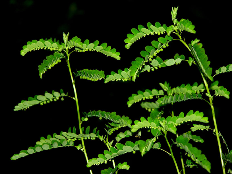 Herbal plants of Sri Lanka Pitawakka(Phyllanthus debilis,)