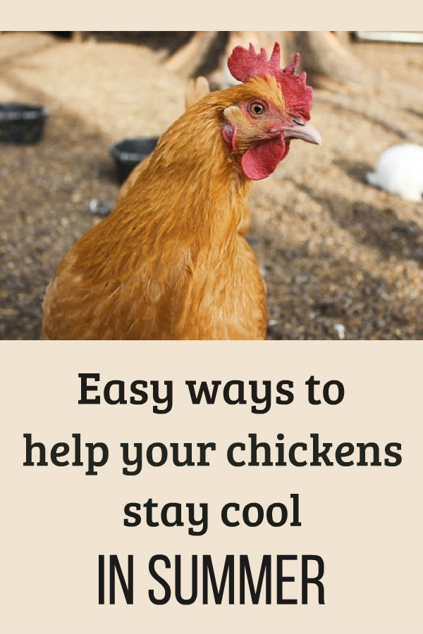 Keep Your Chickens Cool in the Summer Heat Oak Hill Homestead